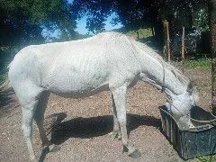 Égua maçã  - Foto 5