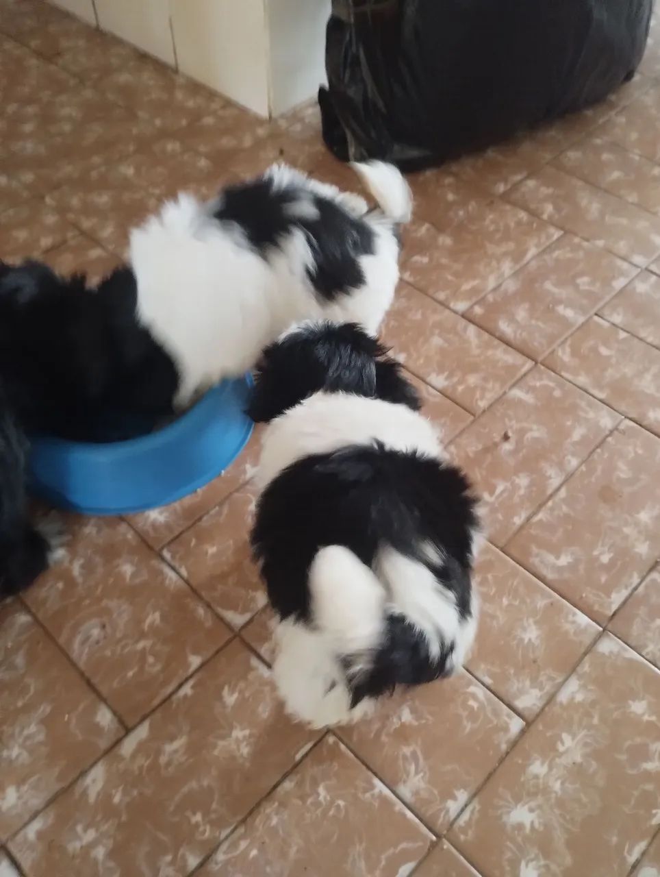 Shitzu Fêmea  - Foto 2
