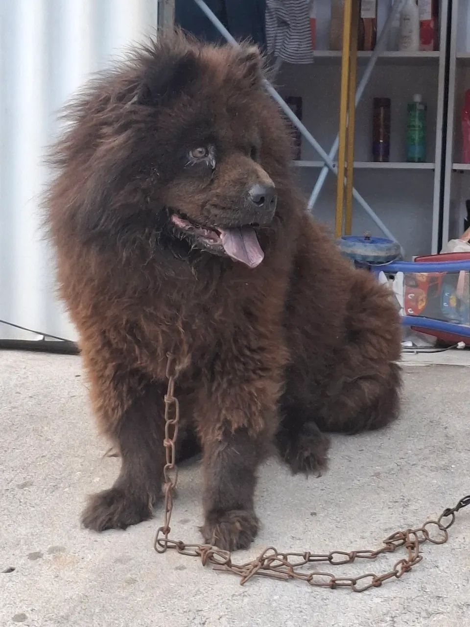 Chow chow fêmea  - Foto 4