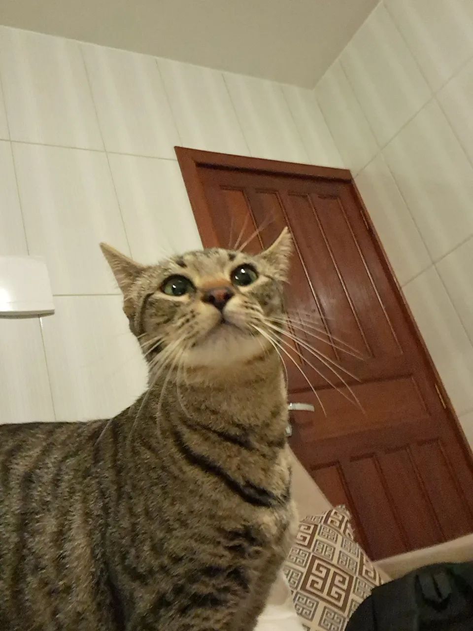 Gatinha de 1 ano - Foto 3