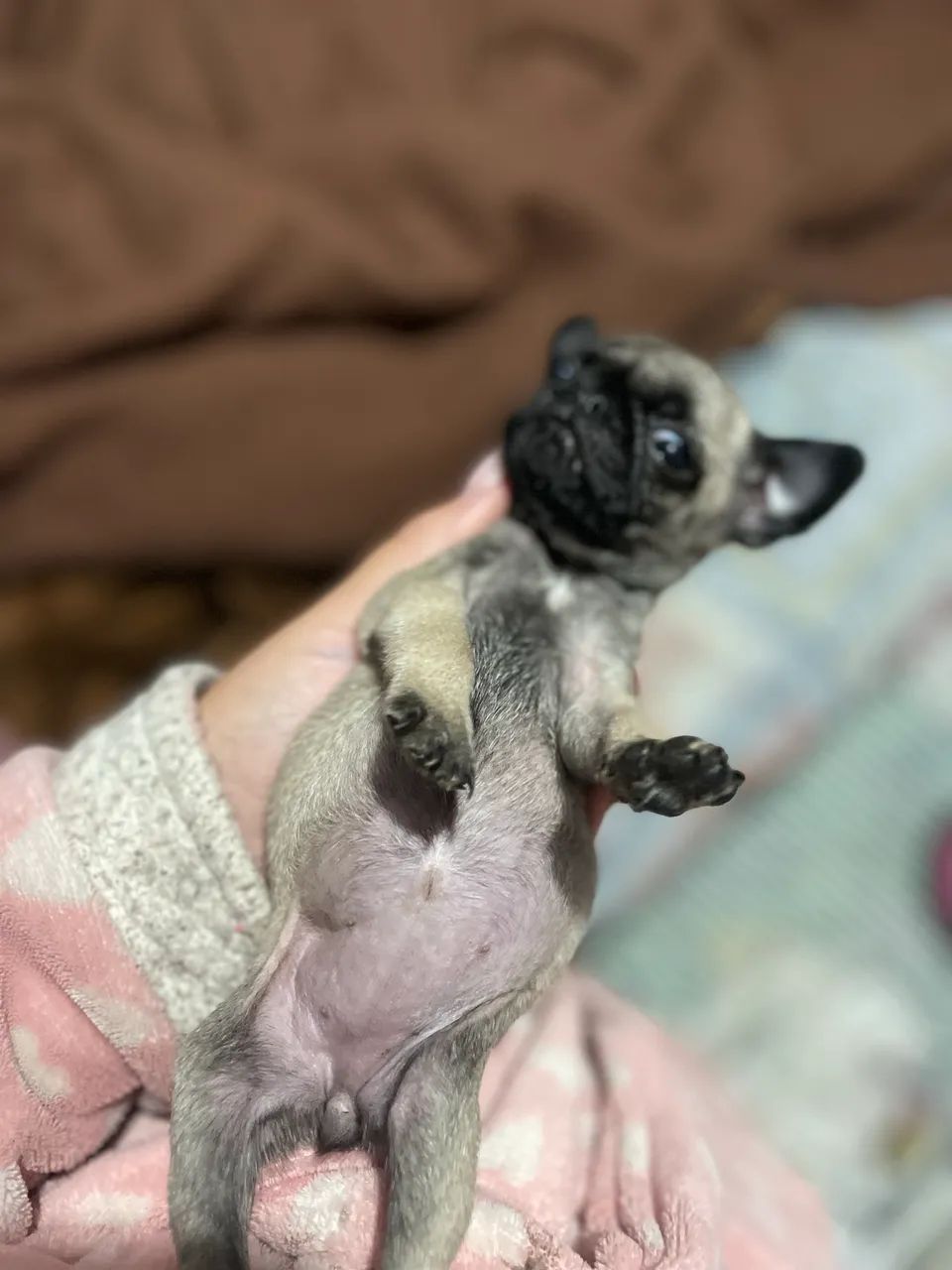 Filhote de pug  - Foto 4