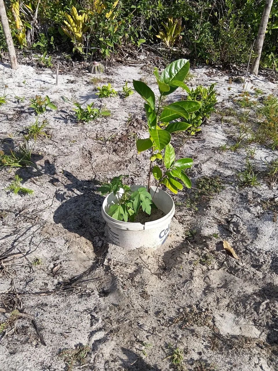 Vendo terreno de 16 por 137 de comprimento no povoado branquinhas Santo amaro das brotas  - Foto 4