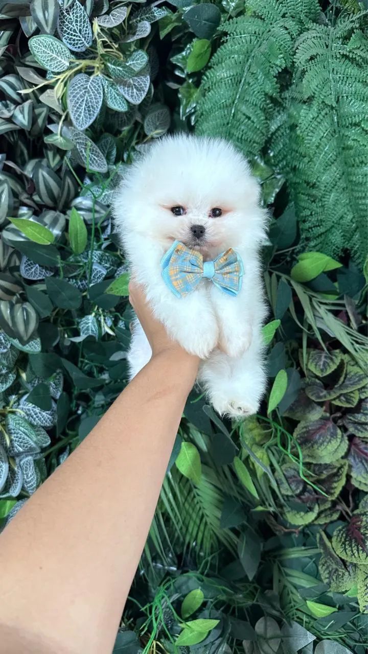 FILHOTES LULU DA POMERANIA!!!