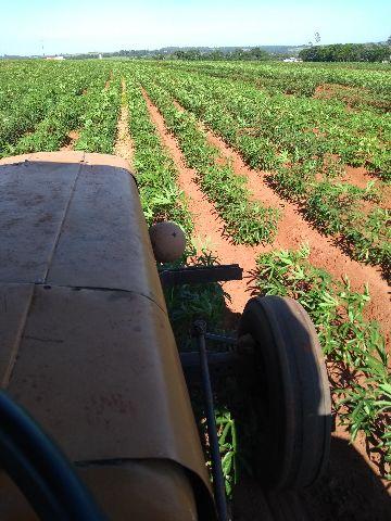 Passa carpideira e veneno herbicida e lagarta