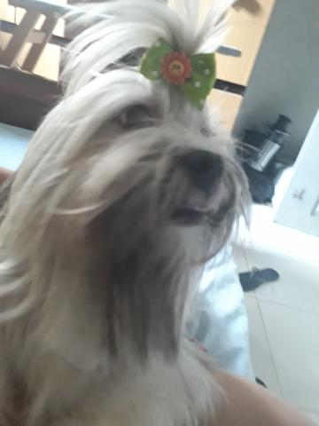 Vende-se Lhasa Apso