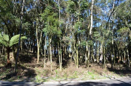 Terreno residencial à venda, floresta, gramado. - Foto 2