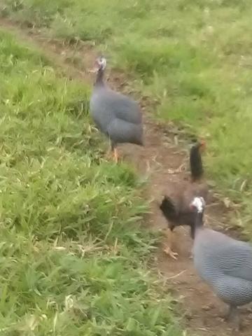 Vendo fazenda em Gandu BA - Foto 3