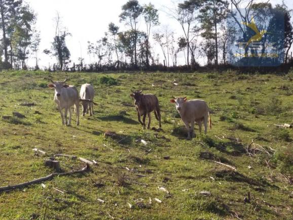 Ch0365 chácara mandirituba, 2 alqueires pasto, 1,5 km do asfalto - Foto 16