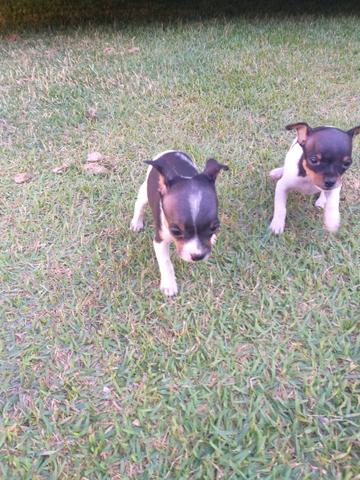 Pinscher casal exotico