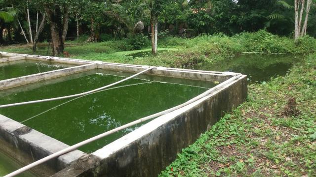 Sitio com Criação de Peixes - Foto 7