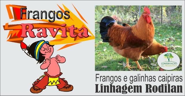 Frangos e galinhas caipiras