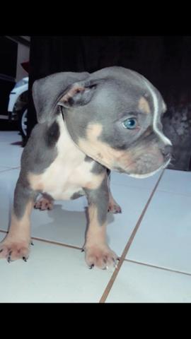 American bully