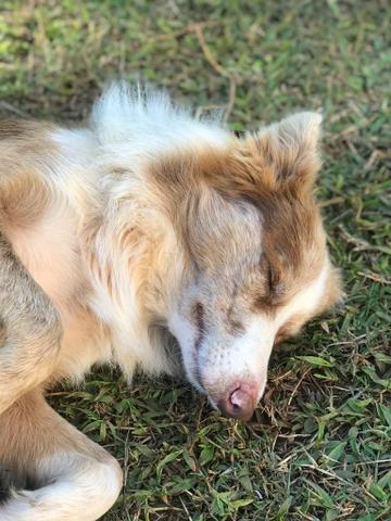 Border Collie Red Merle - Foto 3