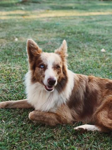 Border Collie Red Merle