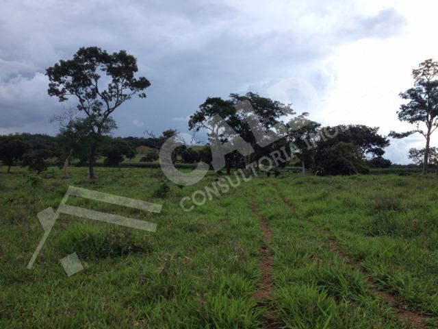Fazenda de 10 alqueires para pecuária na região de Caldas Novas GO - Foto 4