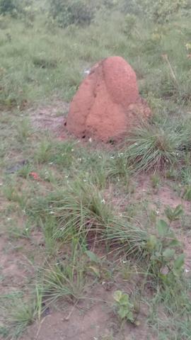 FAzenda de 234 alqueires na região de goianorte - Foto 5