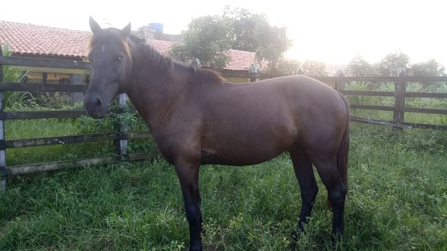 CAVALO MM / QM Castrado 