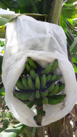 TNT- Agro têxtil - Foto 2