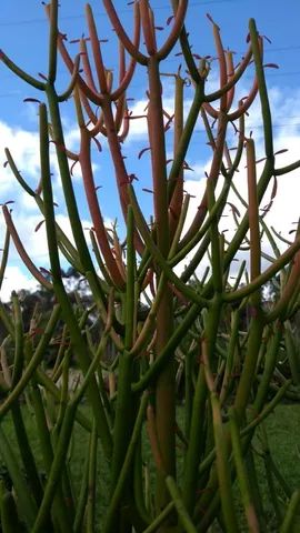 MUDAS DE AVELÓS  - Foto 2