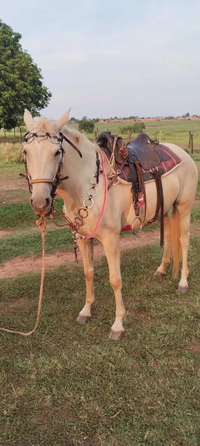 Traia de frente para cavalo  Arreios para cavalos, Acessorios