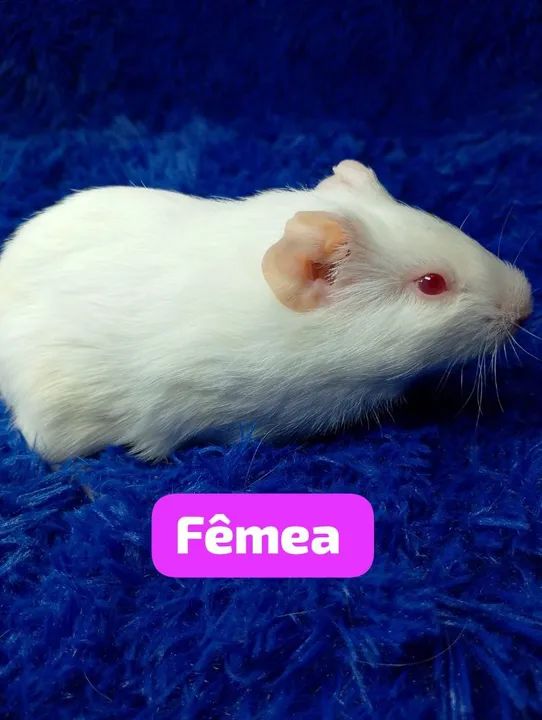 Porquinho da índia inglês ZAP: *80 - Foto 2