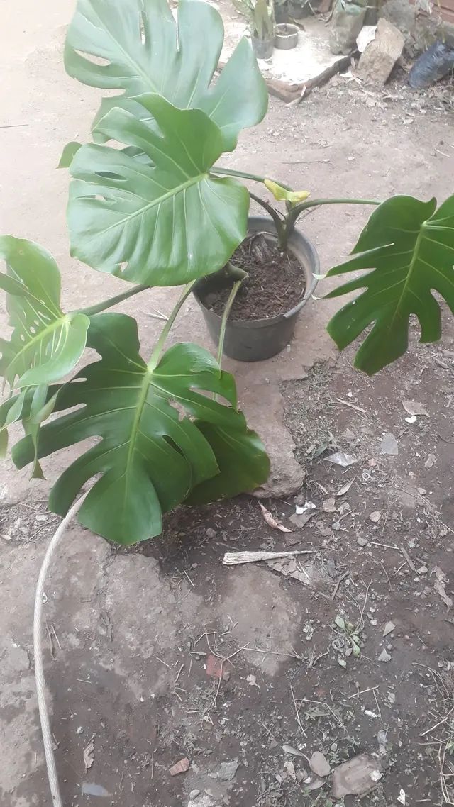 Plantas mudas - Foto 3