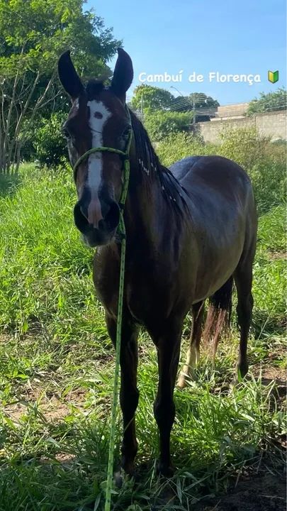 Cambuí de Florença  - Foto 2