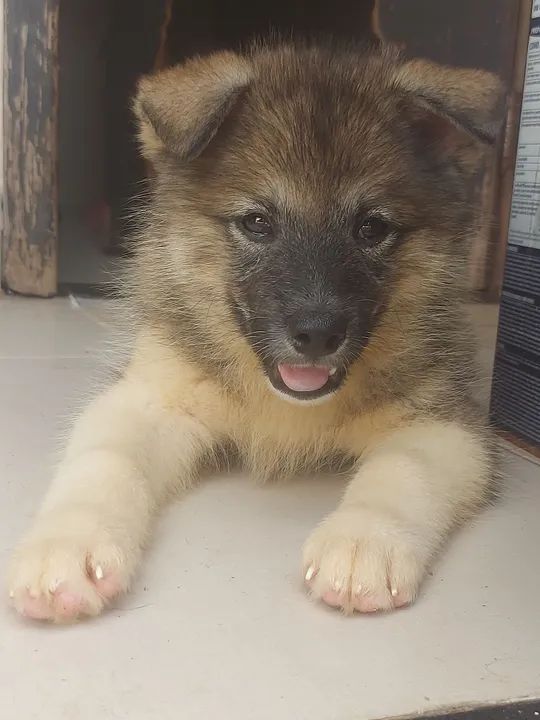 Filhote de Husky Siberiano com akita - Foto 3