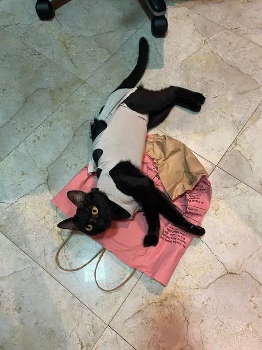 Gata preta para adoção - Foto 2