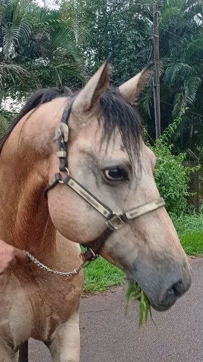 Garanhão Appaloosa  - Foto 2