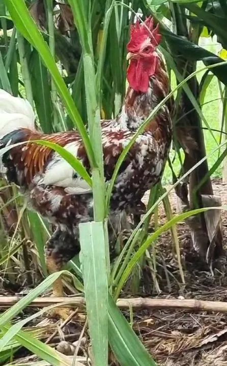 GSB, Ovos Galados no Vale do Paraiba - Foto 2