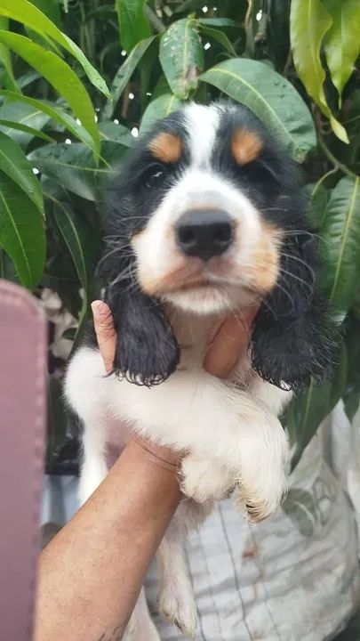 Filhote de Cocker Spaniel Inglês