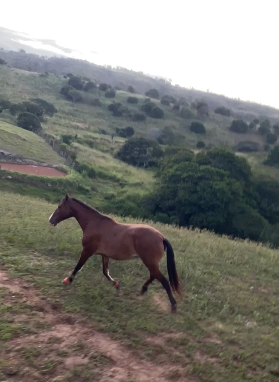 CAVALO LINDO E FORTE - MANGALARGA - MARCHA PICADA