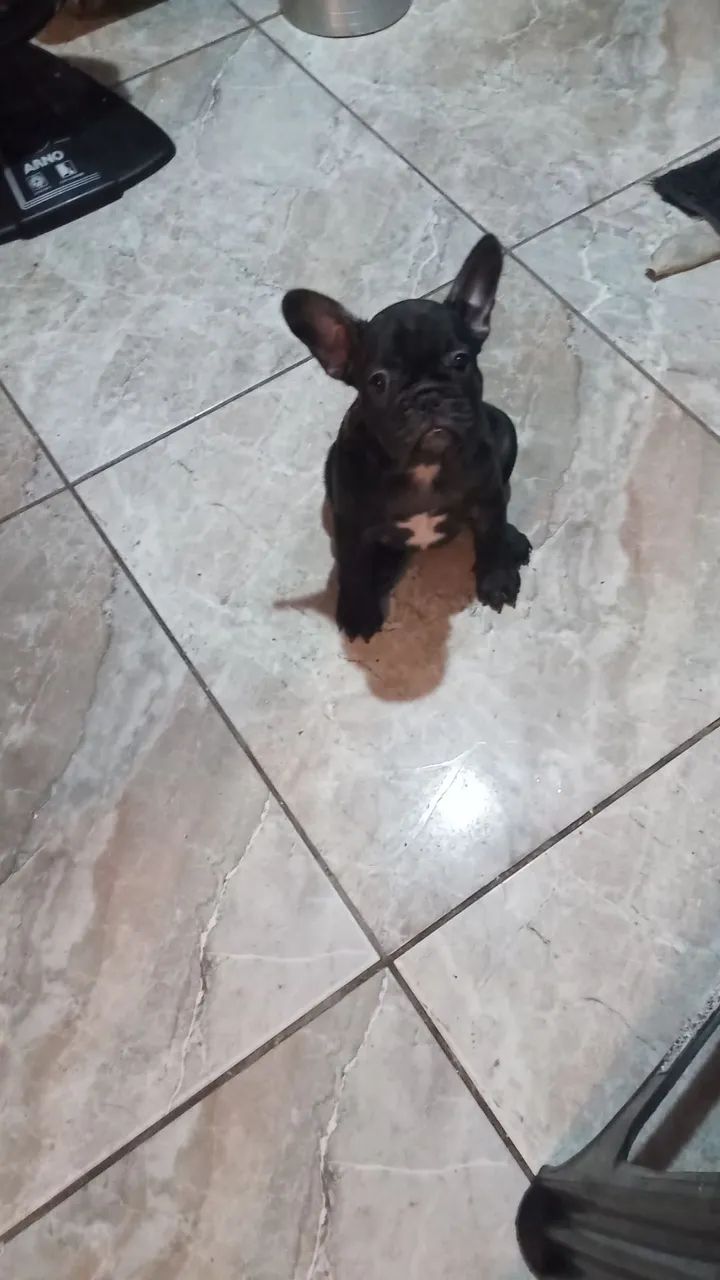 Filhote de Bulldog Francês
