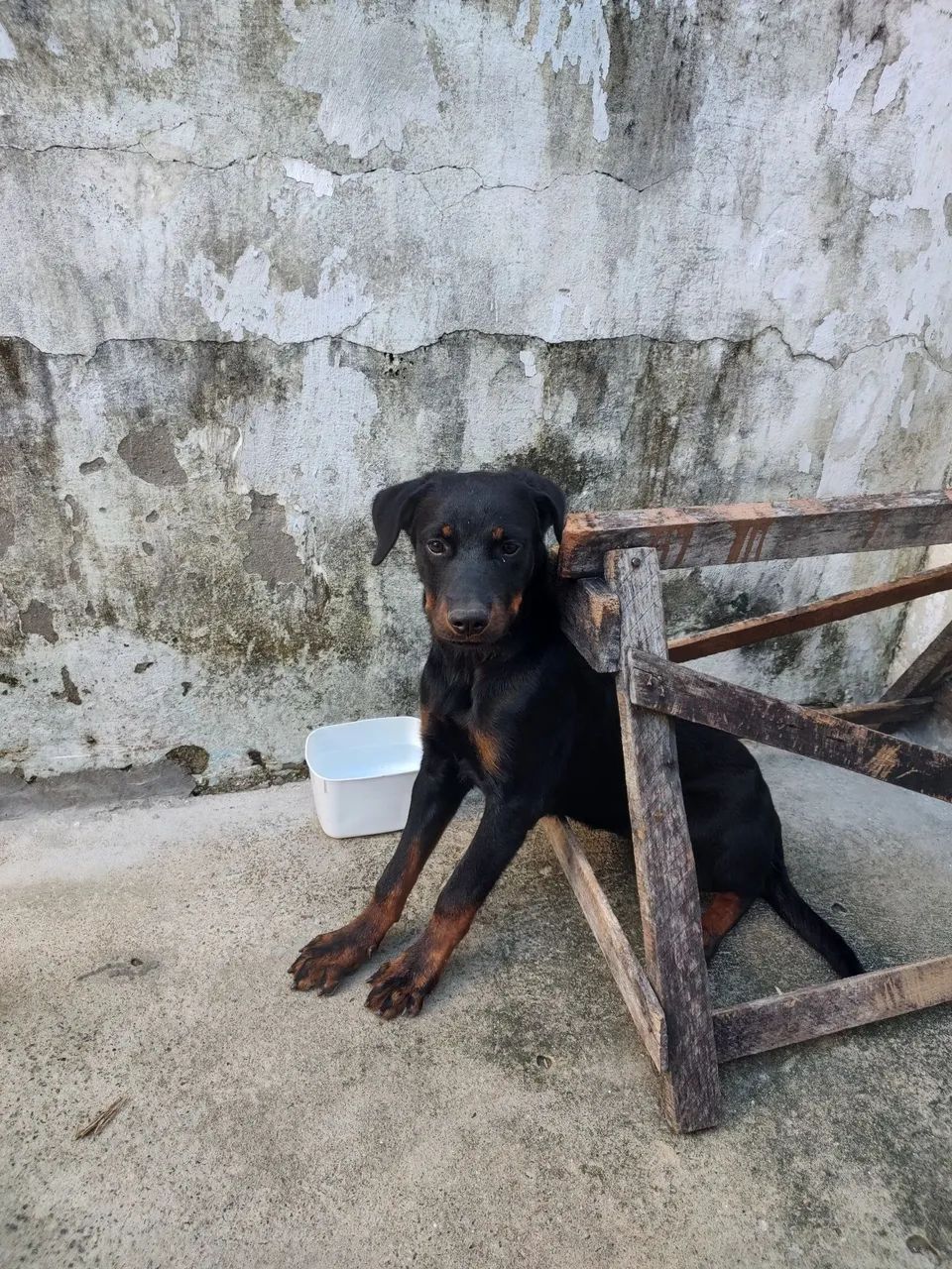 Filhote de rottweiler fêmea - Foto 2