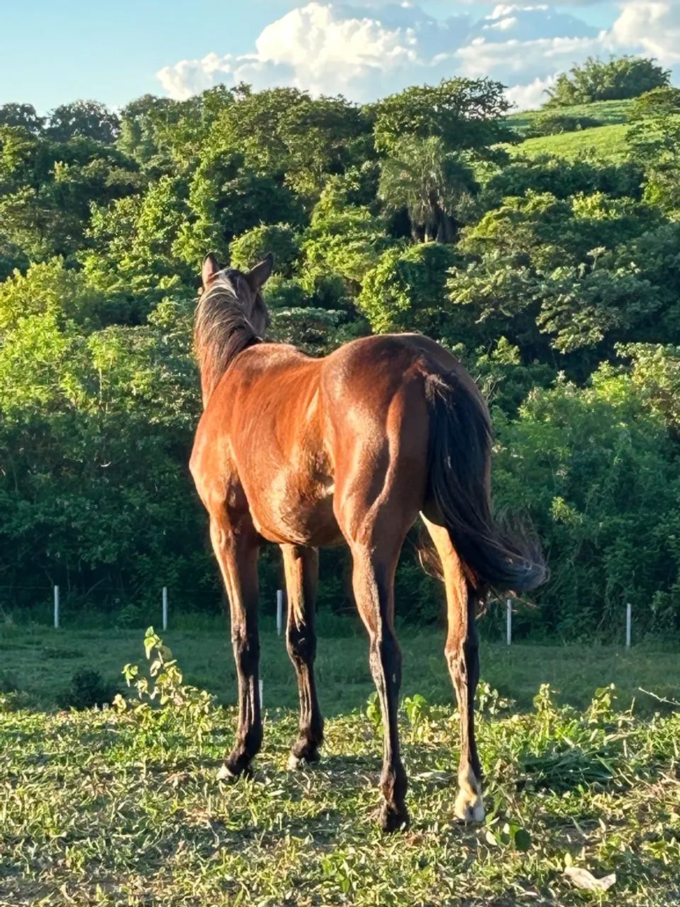 Potranca Q.M - Foto 5