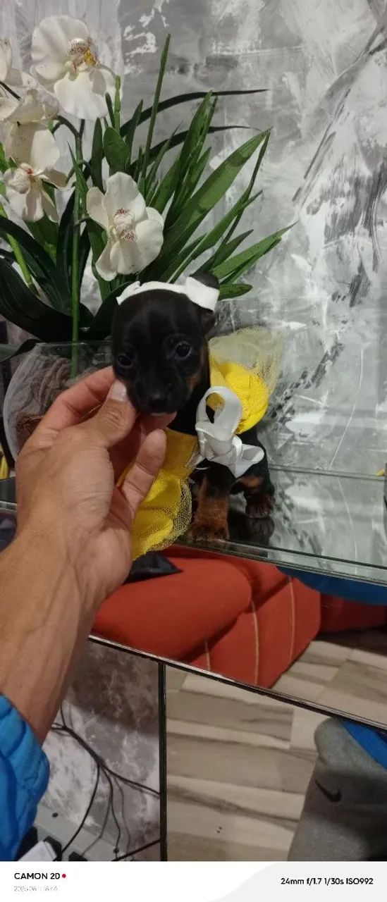 Filhote de cachorro femia  - Foto 5