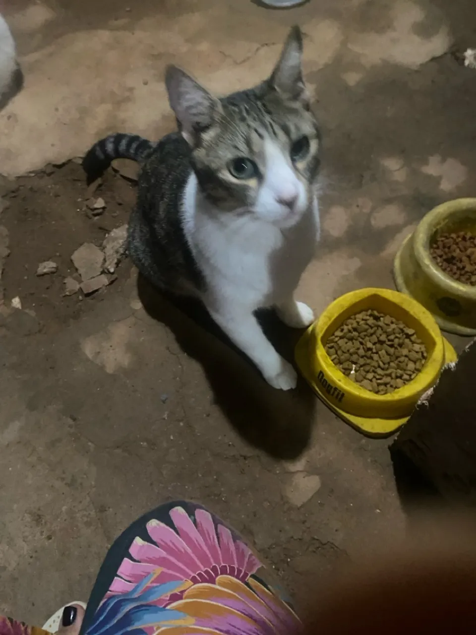Gato com três patinhas