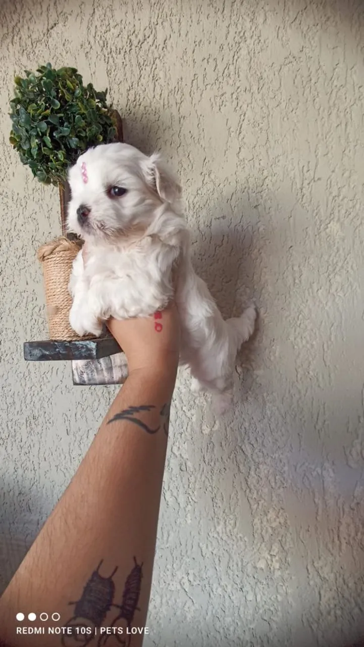 Filhote de Maltês macho e fêmea mini