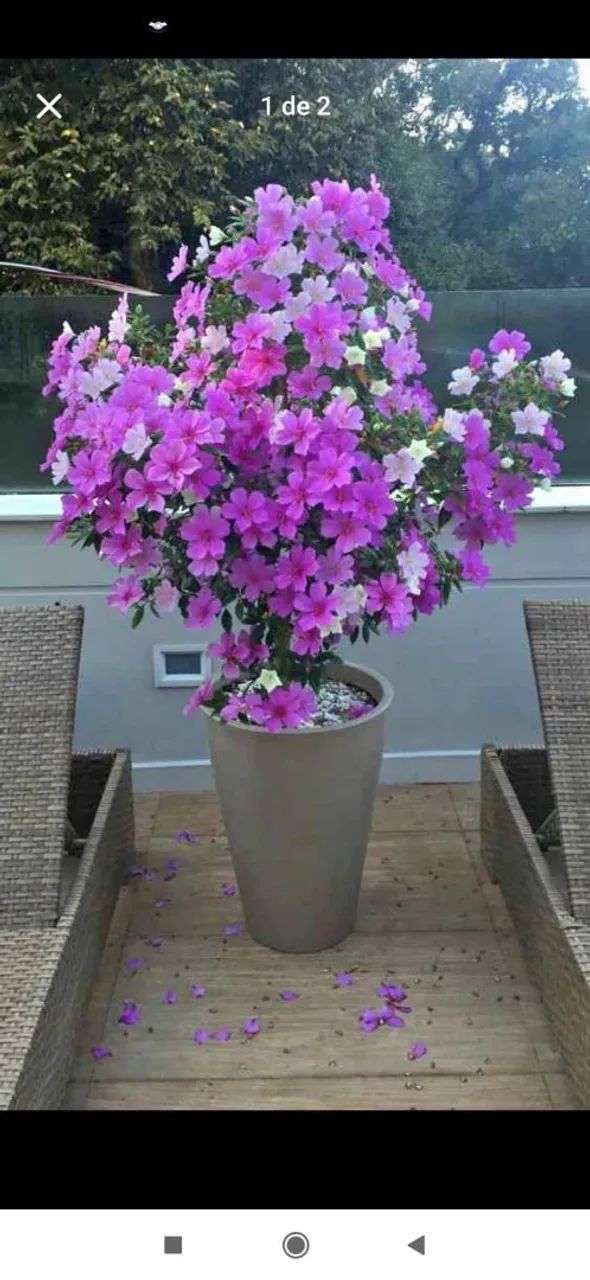 Manacá da serra tricolor 