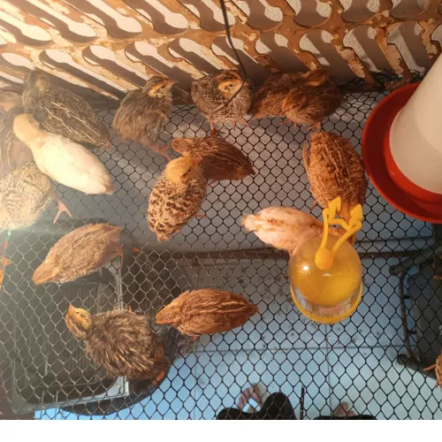 vendo codorna gigante 