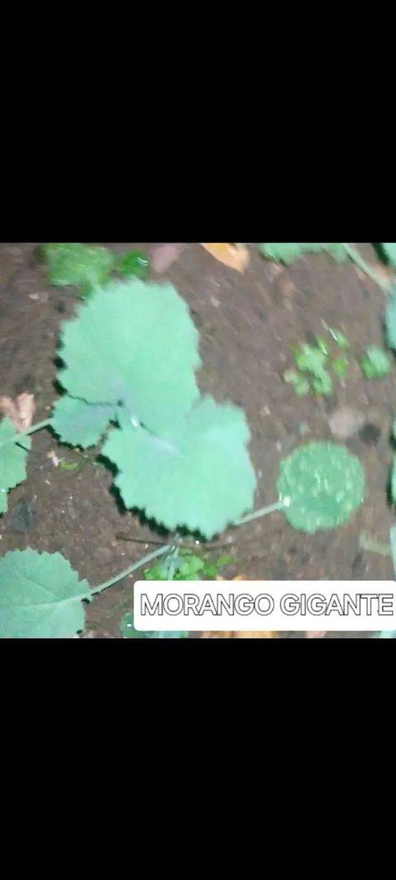 Mudas Frutiferas e outras Morangos Gigantes, 