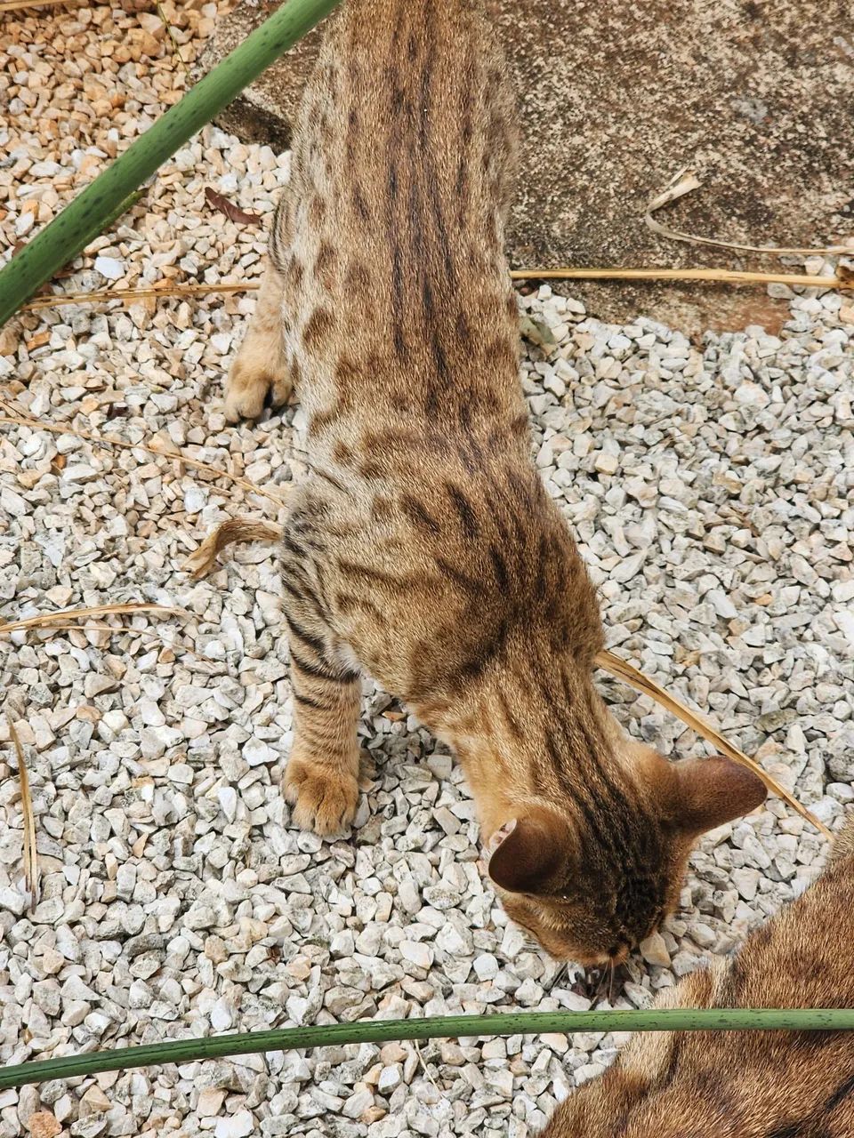 Gato Bengal filhote - Foto 4