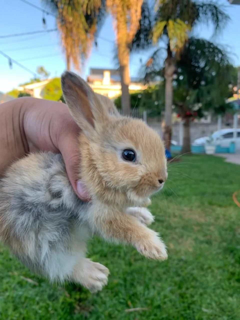 Coelhos Anao Netherland  - Foto 2