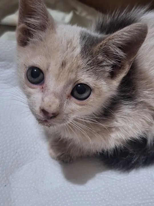 Doa-se filhote de gatinhos