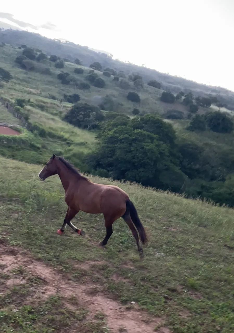 CAVALO LINDO E FORTE - MANGALARGA - MARCHA PICADA - Foto 2