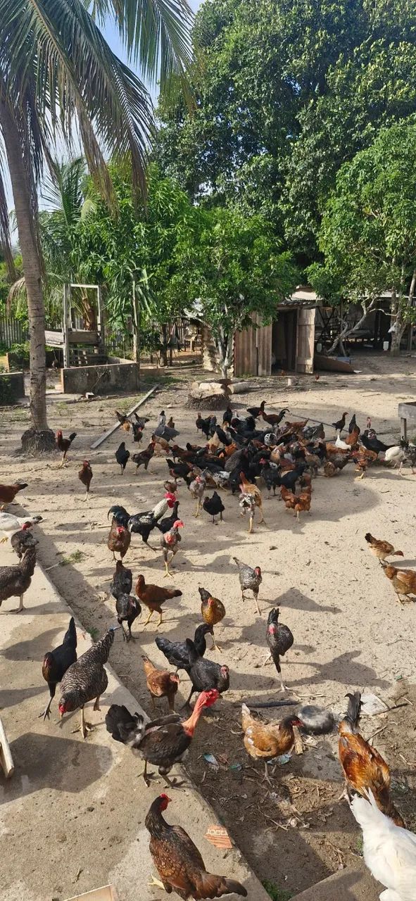 Ovos caipira - Foto 4