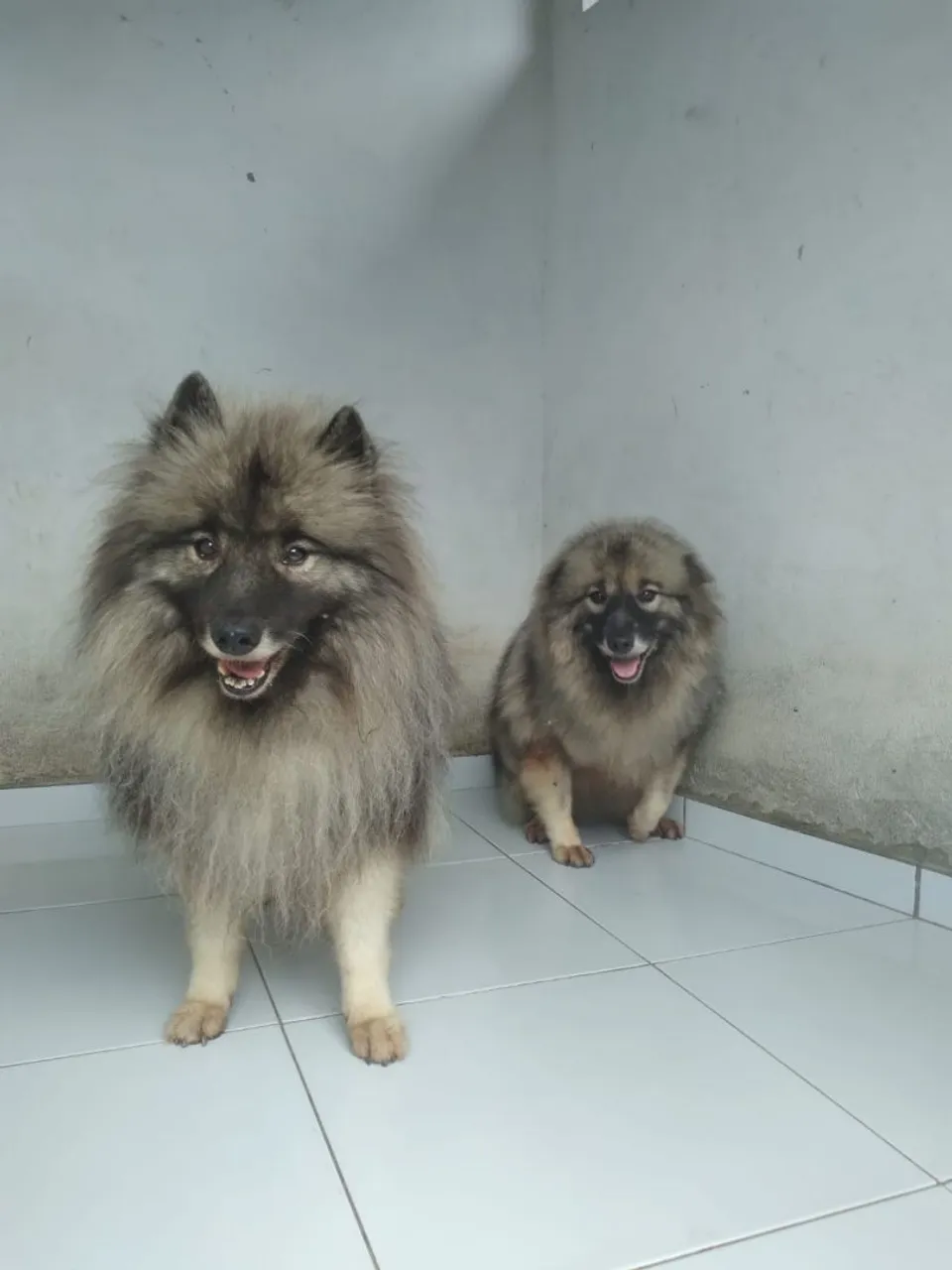 Lindos Spitz Alemão disponíveis!