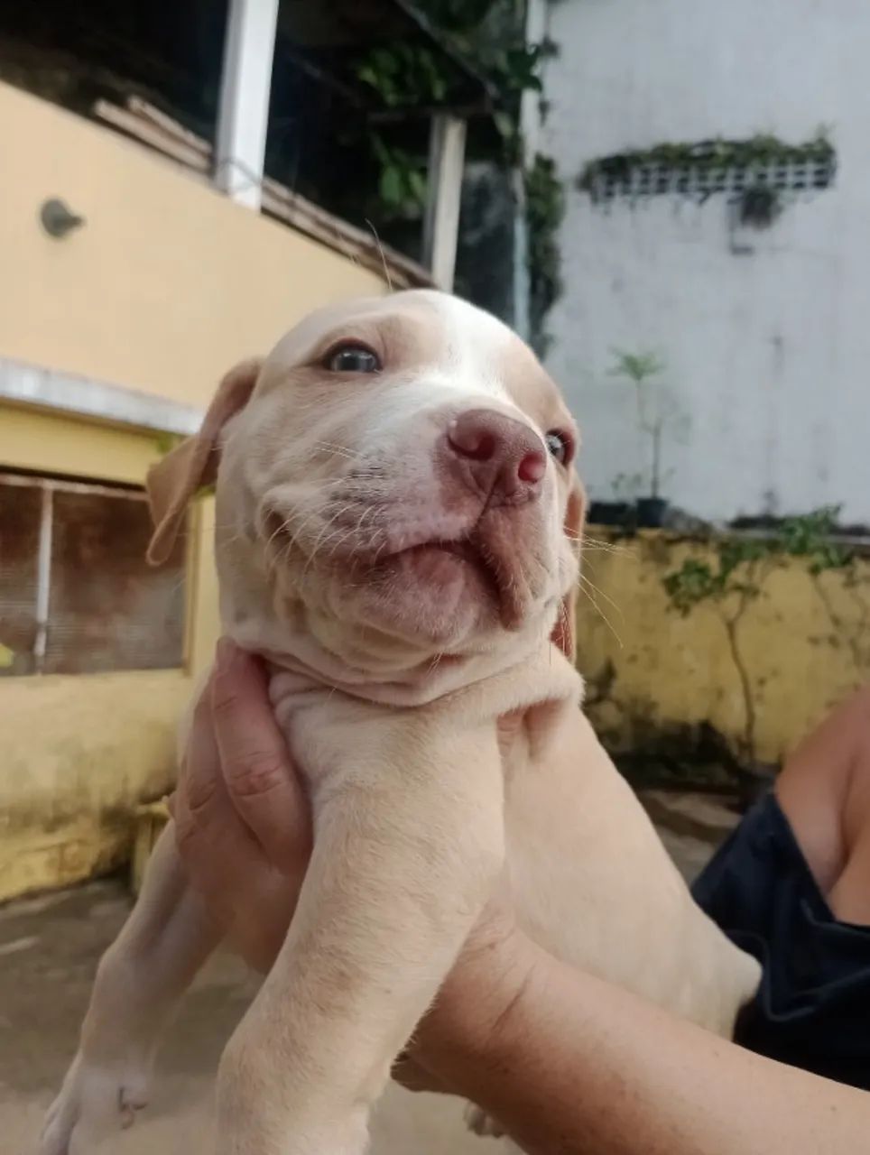 Filhotes Pit Monsters 2 meses - Foto 3
