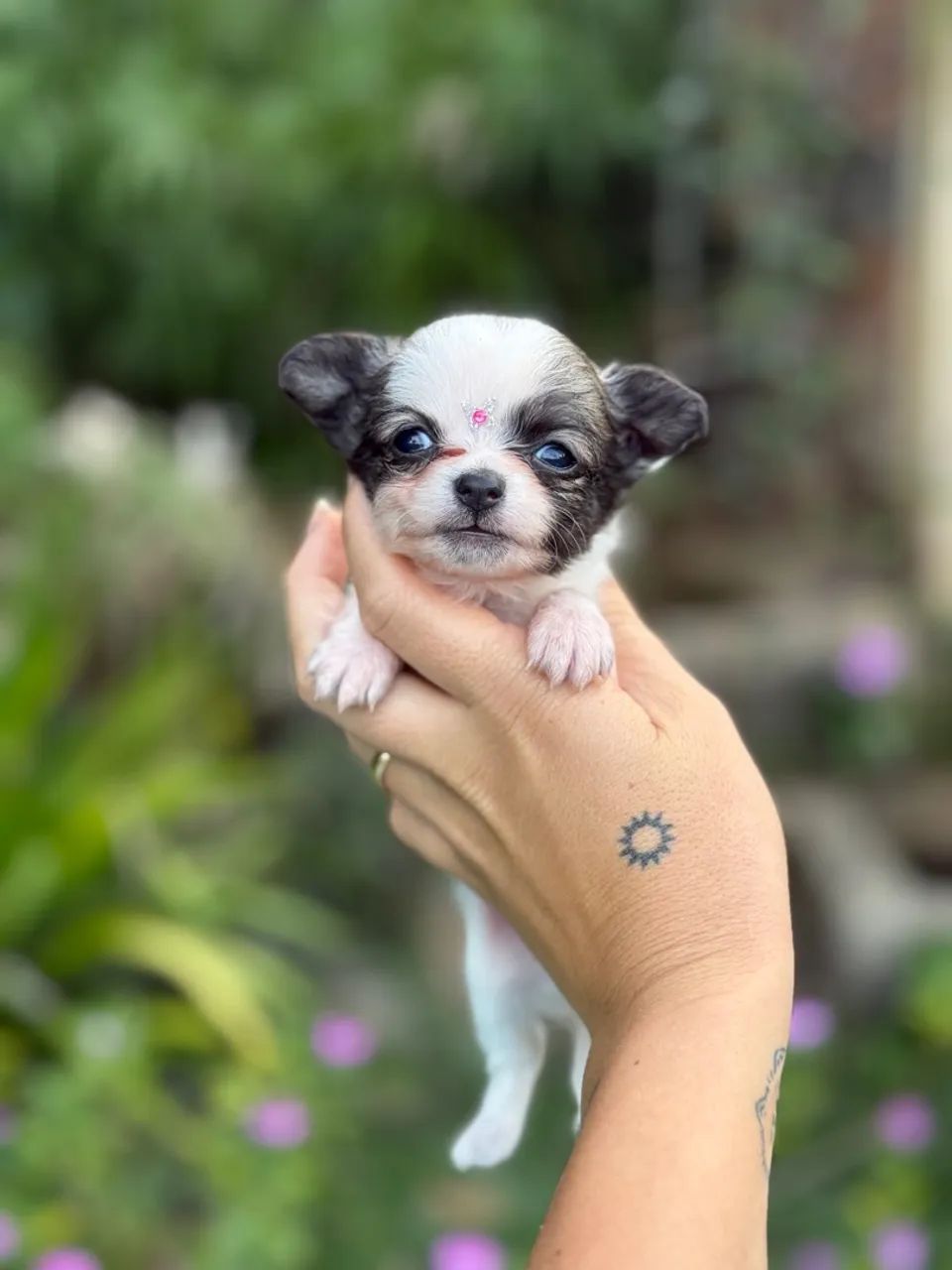 Chihuahua micro - o VERDADEIRO  - Foto 2